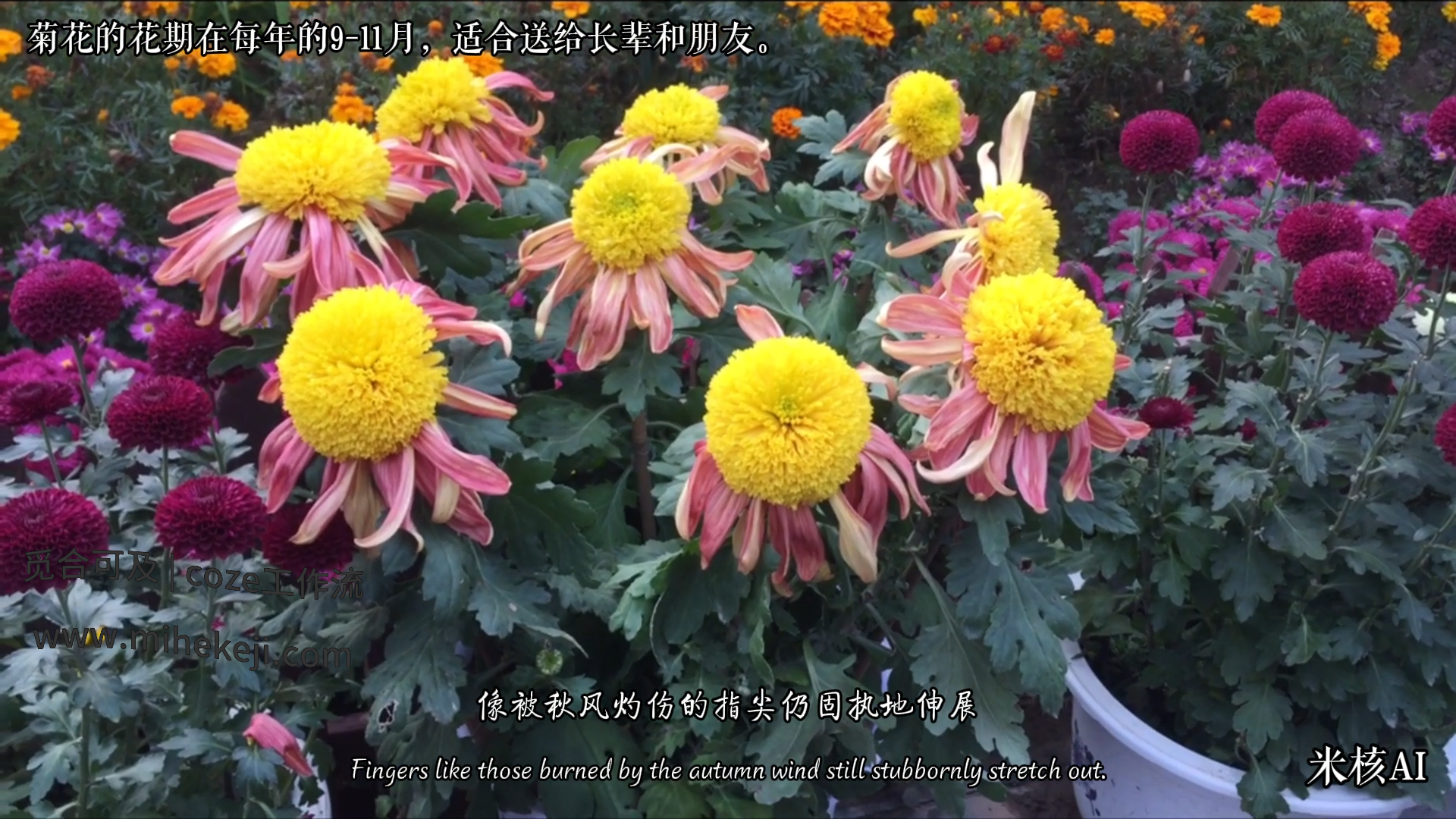 觅合可及 Coze工作流